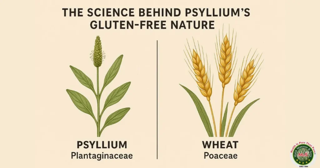 Is Psyllium Husk Powder Gluten: The Science Behind Psyllium's Gluten-Free Nature
