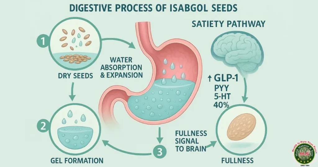 Isabgol Seeds for Weight Loss: How Soluble Fiber Supports Weight Management