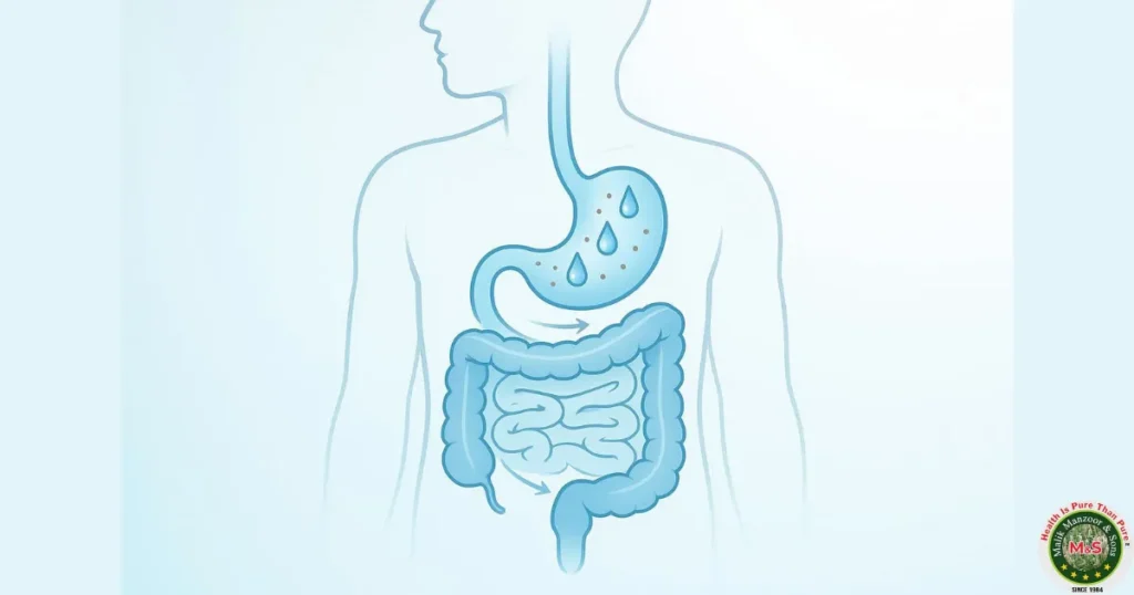 Psyllium hydrophilic mucilloid powder: How Psyllium Husk Powder Works in Your Body