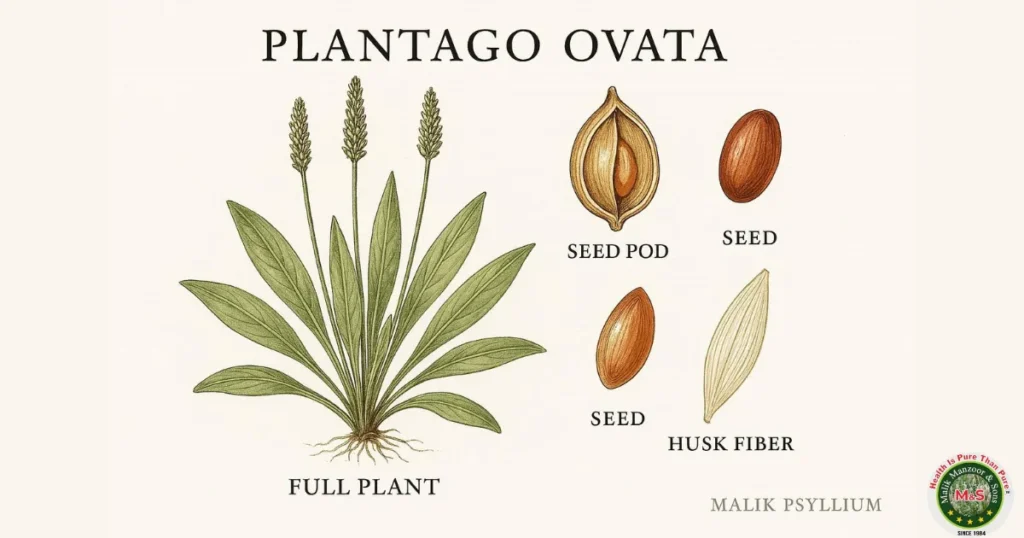 Husk Isabgol Plantago ovata Psyllium Husk: Scientific Background
