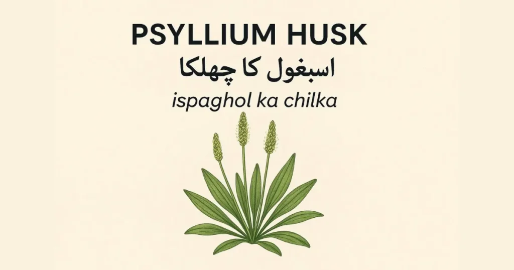 Ispaghol Ka Chilka in English: Isabgol Ka Chilka Meaning in English