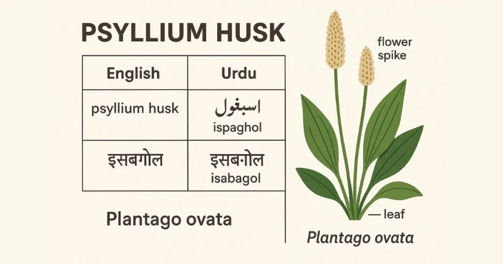 Ispaghol Husk in English, Ispaghula Husk in English, Isabgol Husk in English