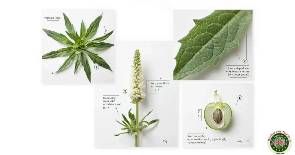 Ispaghol Plant, Ispaghol Ka Poda: Ispaghol Plant Identification