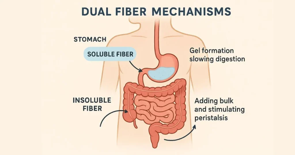 Psyllium Husk Fiber Soluble or Insoluble: How Dual Fiber Action Works