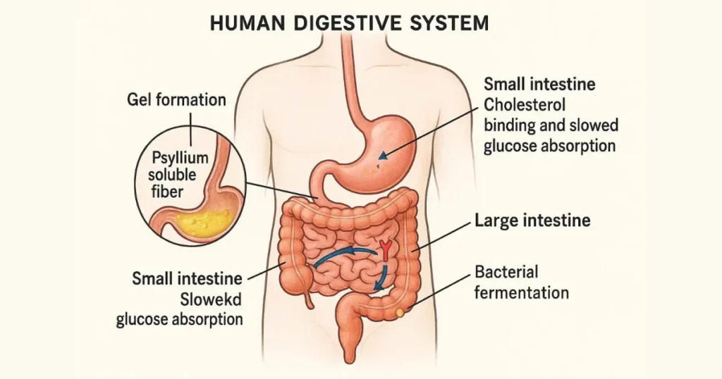 Is Psyllium Husk Soluble Fiber: How It Works in Your Body