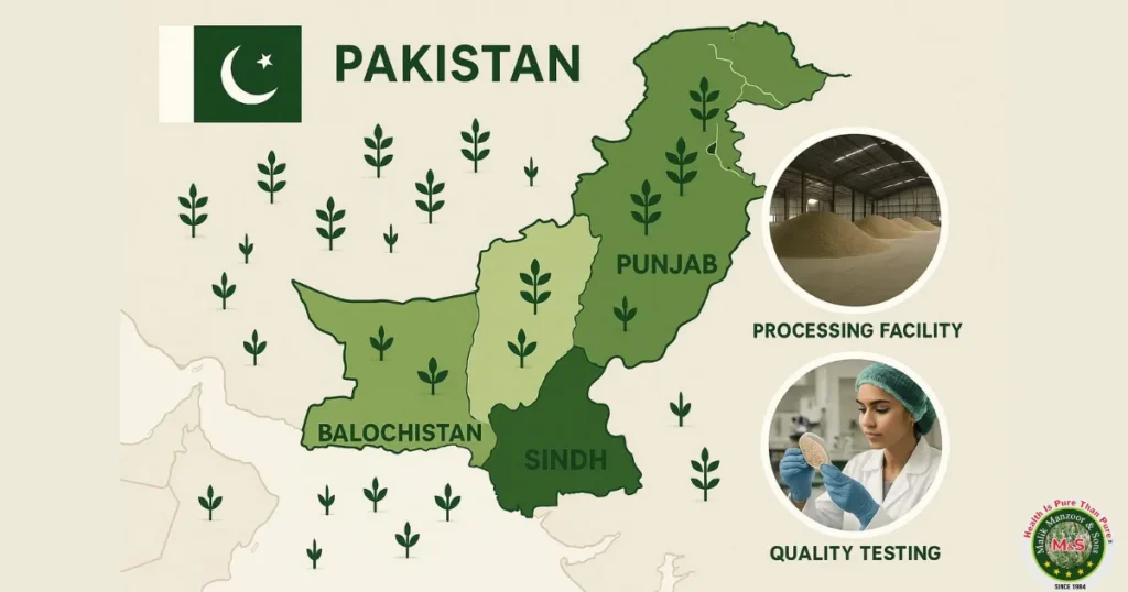 Psyllium Husk in Pakistan:  Psyllium Production in Pakistan