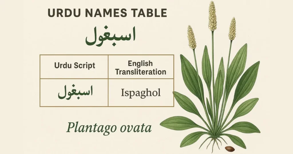 Psyllium Husk in Urdu: Comprehensive Health Benefits