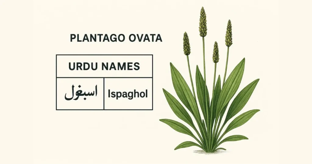 Psyllium Husk in Urdu Meaning: Psyllium Urdu Names Table 