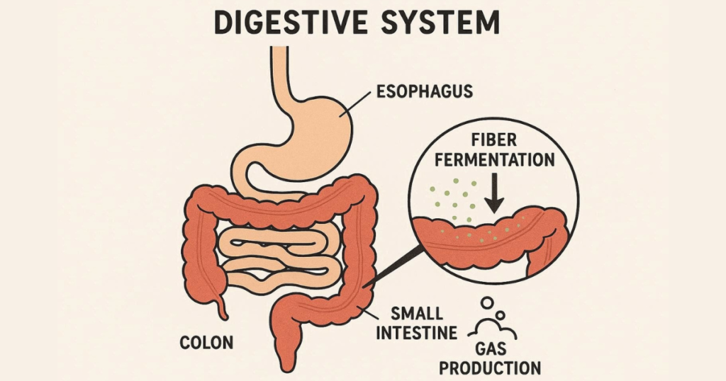 Psyllium Husk Bloating: Understanding Why Psyllium Husk Bloating Occurs