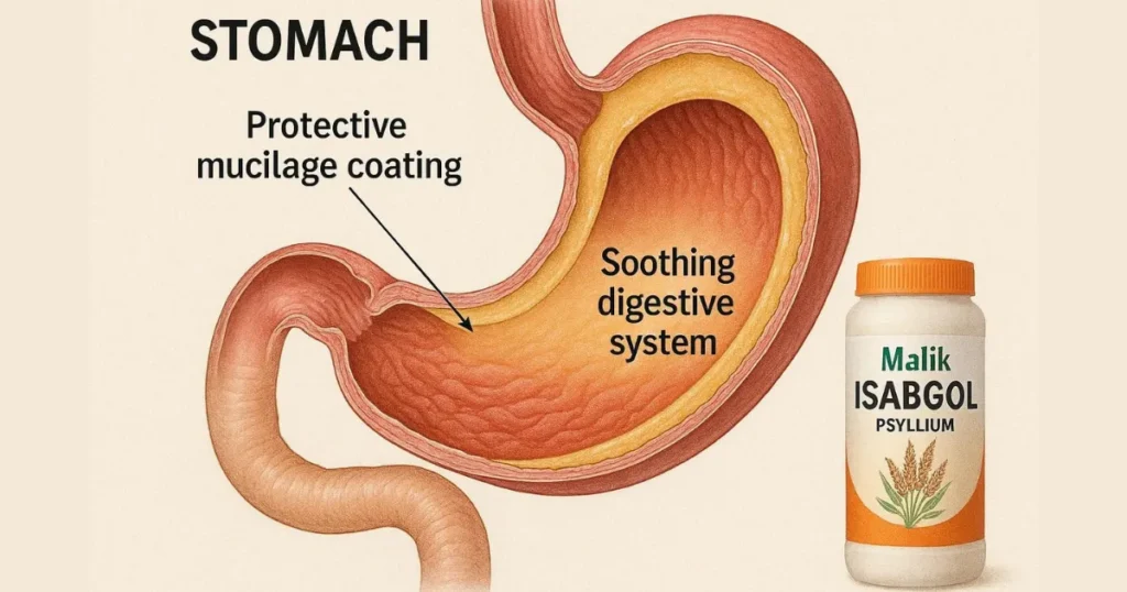 Isabgol Benefits for Stomach