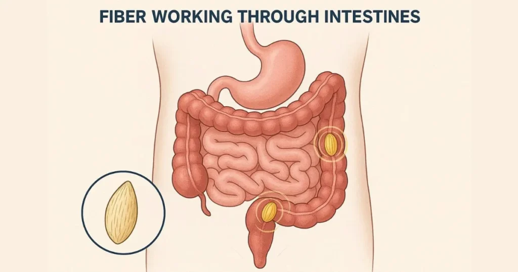 Isabgol Chilka Benefits: Digestive Health Benefits