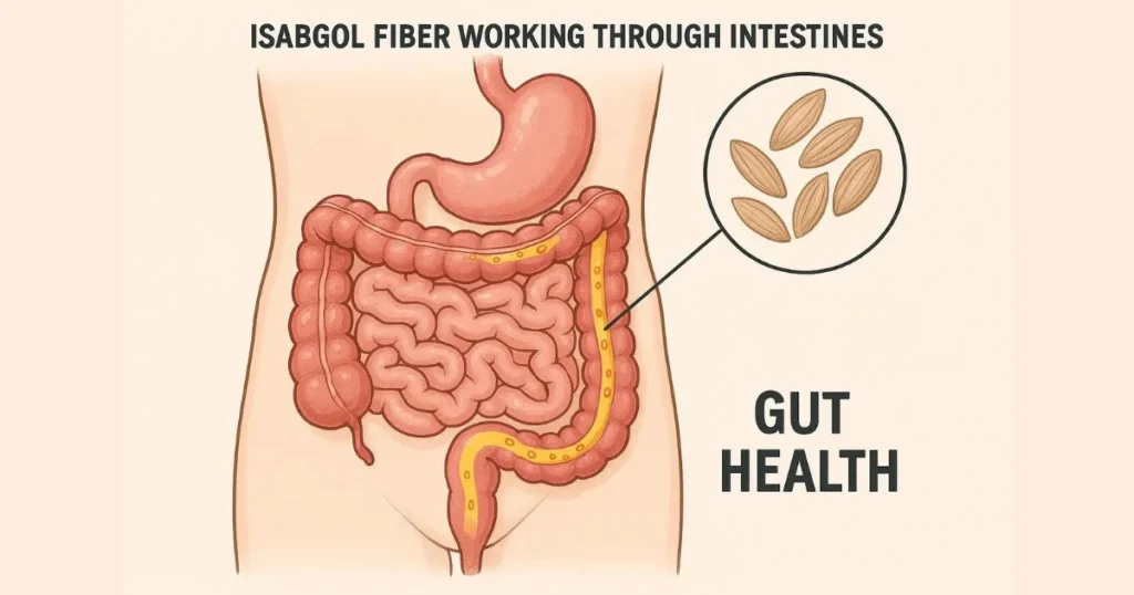 Isabgol Husk Benefits: Digestive Health Benefits