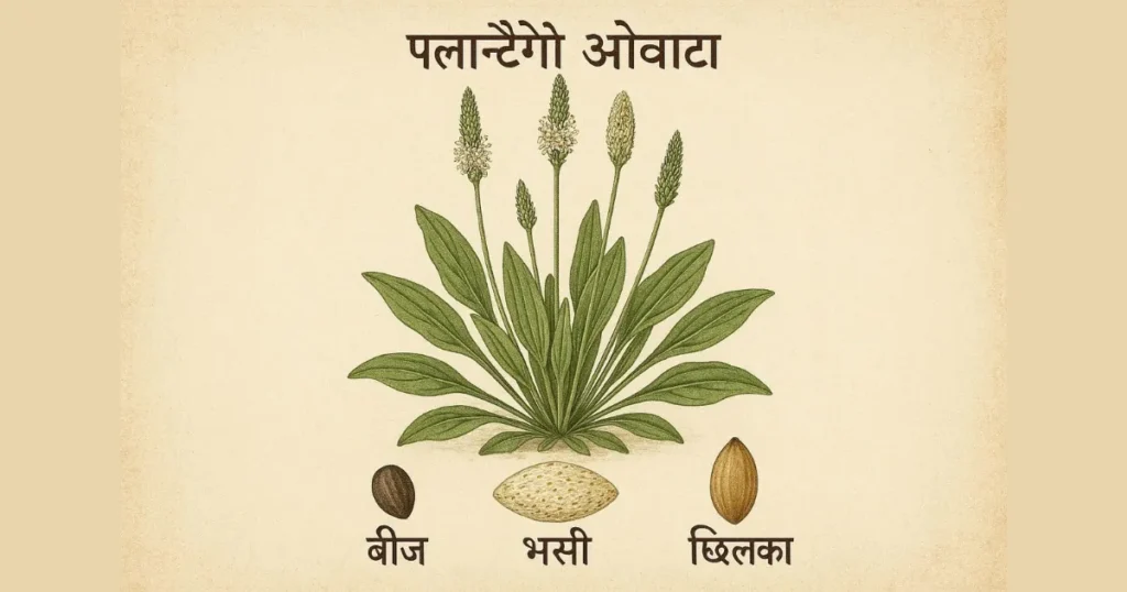 Psyllium Husk in Hindi: What Is Psyllium Husk in Hindi Context?