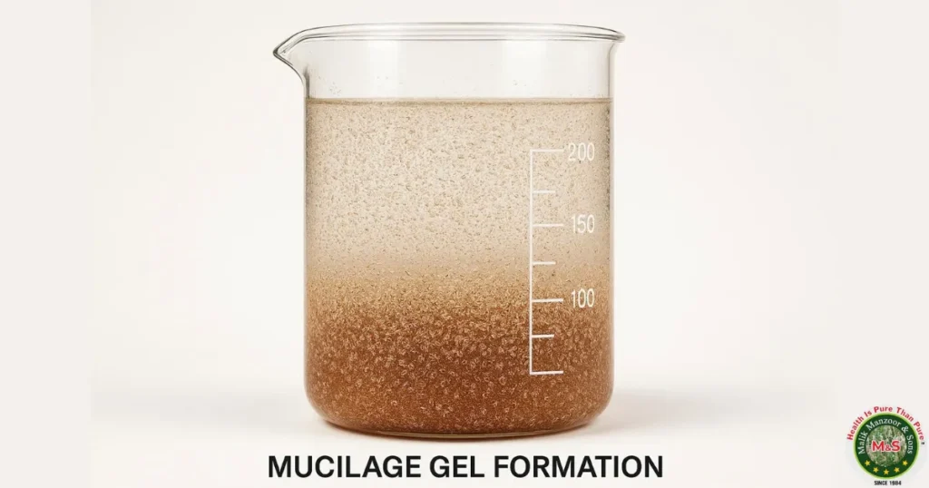 Isabgol Benefits in Hindi: Isabgol Kya Hai