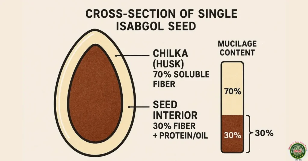 Isabgol Ka Chilka Benefits In English