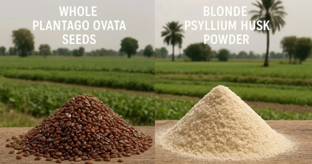 Ispaghula Husk Benefits in Urdu: What Is Ispaghula Husk