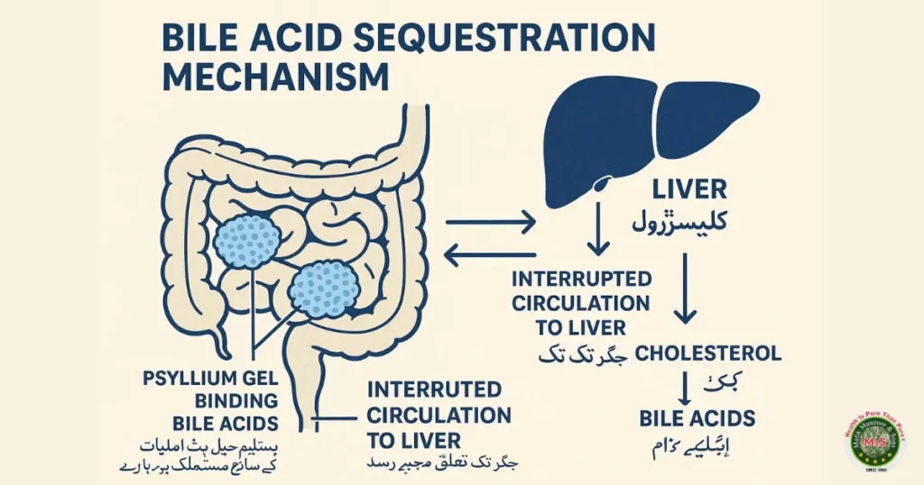Psyllium Husk Benefits In Urdu: Clinical Evidence: Specific Mechanisms Explained - طبی شواہد