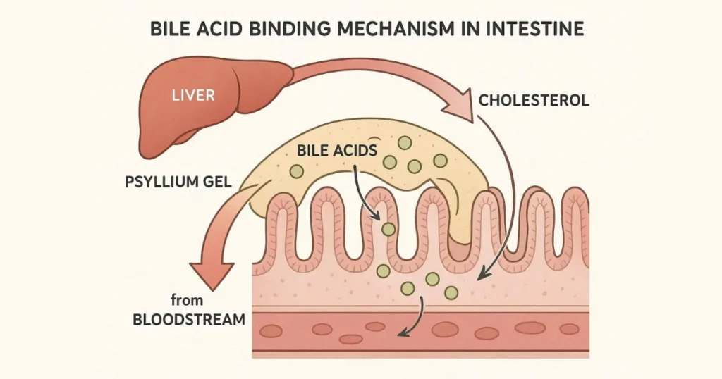 Psyllium Husk Health Benefits: Cardiovascular Health Benefits
